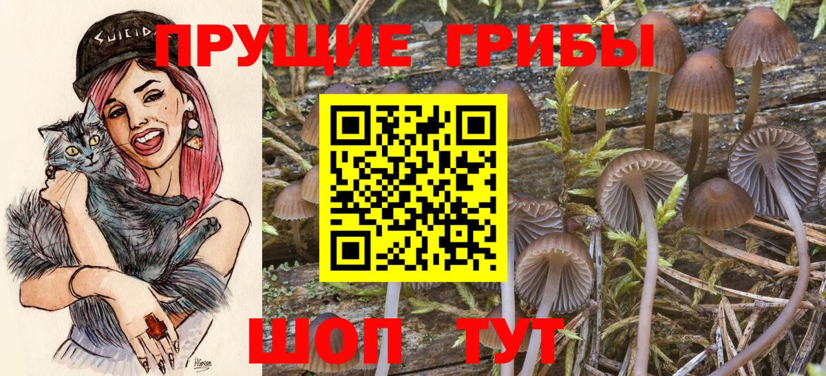 Псилоцибиновые грибы мицелий Тавда